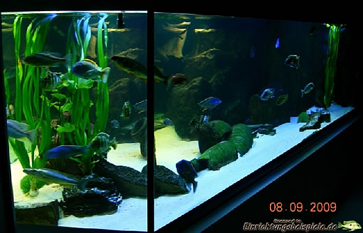 Aquariumbau Ennigerloh - Sensationelles Malawi Aquarium
